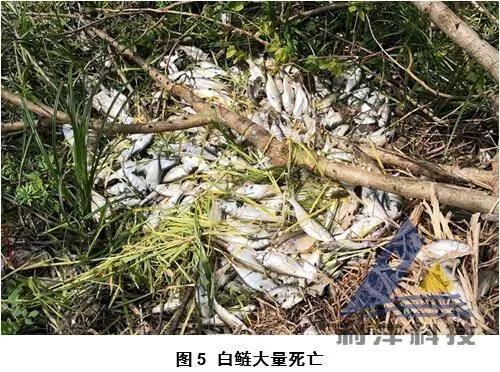 [每周一例]水变后发生气泡病，白鲢鱼种死亡