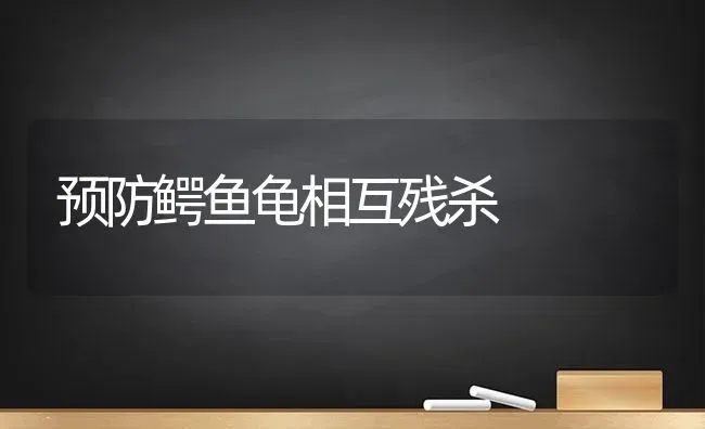 预防鳄鱼龟相互残杀 | 淡水养殖