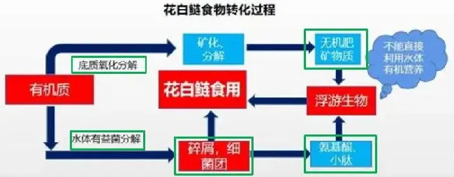 家鱼养殖想要多赚钱，这套花白鲢增产增效技术学起来