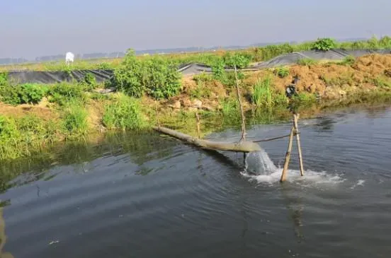 浅谈小龙虾塘口建设及种草