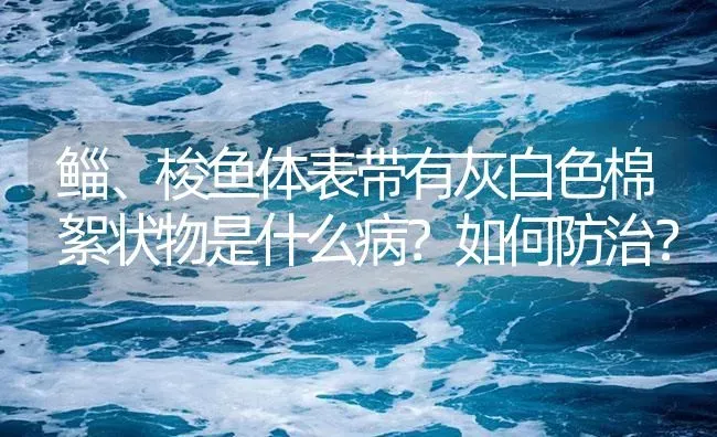 鲻、梭鱼体表带有灰白色棉絮状物是什么病？如何防治？ | 海水养殖