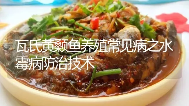 瓦氏黄颡鱼养殖常见病之水霉病防治技术 | 淡水养殖