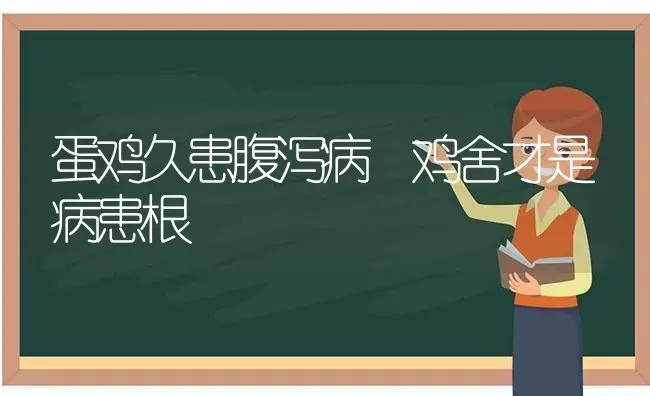 蛋鸡久患腹泻病　鸡舍才是病患根 | 家禽养殖