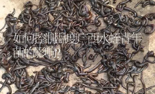 如何控制温度广西水蛭青年苗的影响？ | 特种养殖