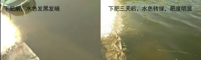 低温水肥吃食好的秘诀—海联科低温肥水组合方案！