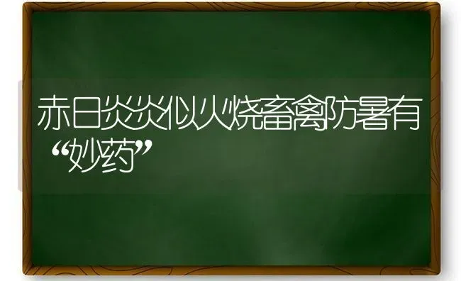 赤日炎炎似火烧畜禽防暑有“妙药” | 养殖病虫害防治