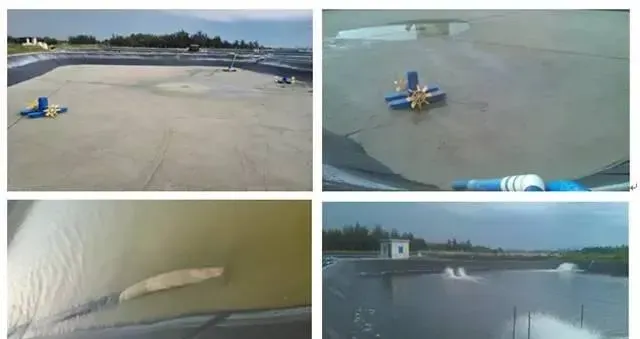 海南对虾养殖牛人如何实现60天40头 料比0.98