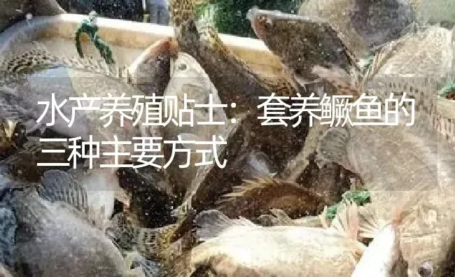 水产养殖贴士：套养鳜鱼的三种主要方式 | 淡水养殖