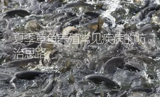 夏季草鱼养殖常见疾病的防治思路 | 淡水养殖
