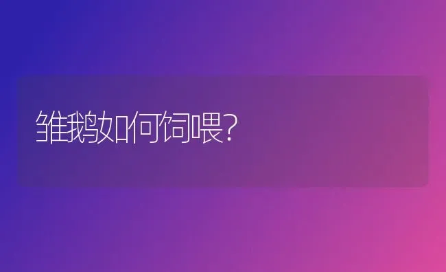 雏鹅如何饲喂？ | 家禽养殖