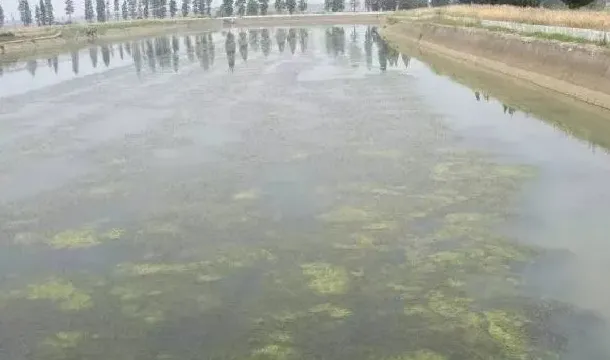 水产养殖硫化物危害养殖动物处理两例
