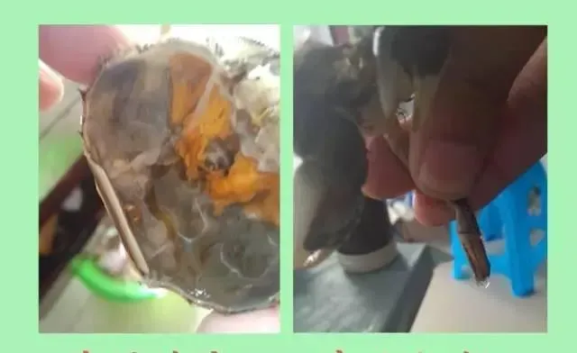 河蟹腹水病的处理方法