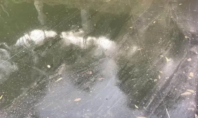 收获的季节，别让气泡问题影响您的出鱼效益！