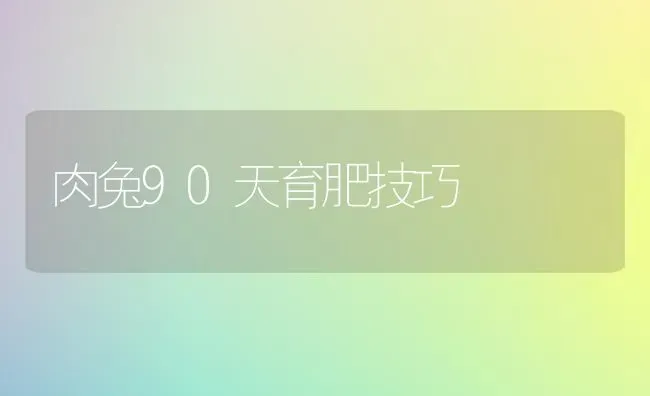 肉兔90天育肥技巧 | 家畜养殖