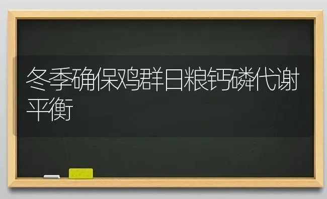 冬季确保鸡群日粮钙磷代谢平衡 | 家禽养殖