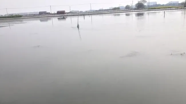 黄金液+肥水旺处理河蟹池塘浑浊水案例