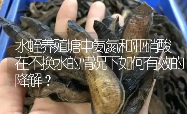 水蛭养殖塘中氨氮和亚硝酸在不换水的情况下如何有效的降解？ | 特种养殖