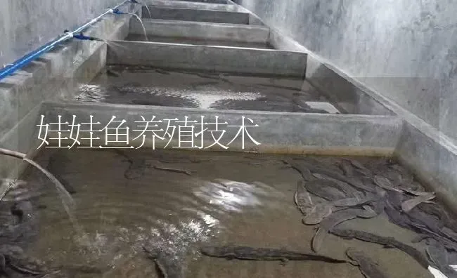 娃娃鱼养殖技术 | 淡水养殖