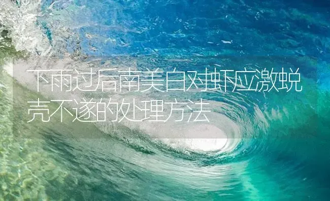 下雨过后南美白对虾应激蜕壳不遂的处理方法 | 海水养殖