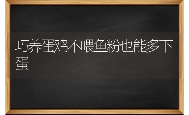 巧养蛋鸡不喂鱼粉也能多下蛋 | 家禽养殖