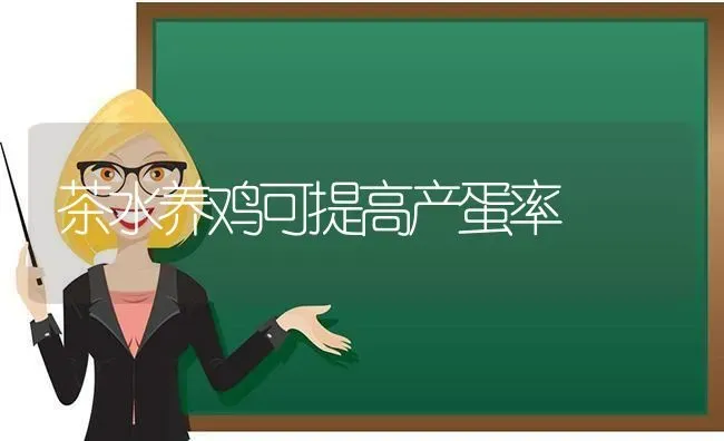 茶水养鸡可提高产蛋率 | 家禽养殖