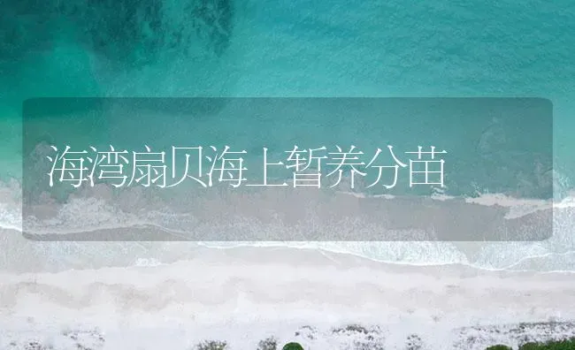 海湾扇贝海上暂养分苗 | 海水养殖