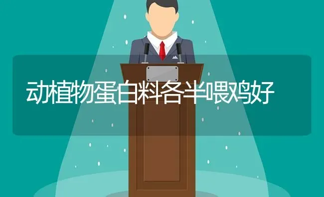 动植物蛋白料各半喂鸡好 | 家禽养殖