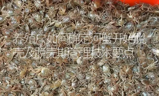 养殖户如何确定河蟹开始脱壳及脱壳期管理技术要点 | 淡水养殖