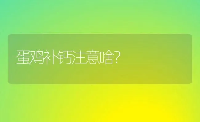 蛋鸡补钙注意啥？ | 家禽养殖