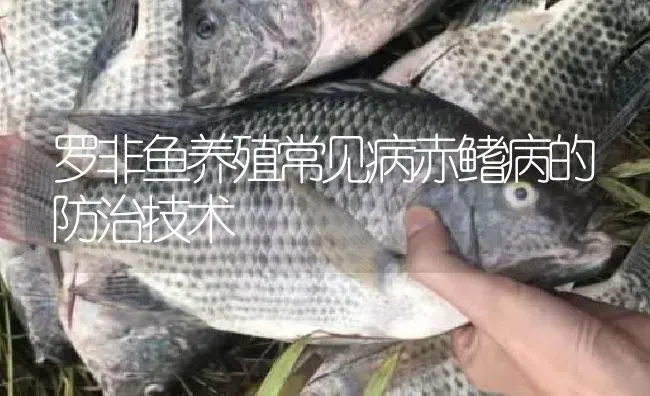 罗非鱼养殖常见病赤鳍病的防治技术 | 淡水养殖