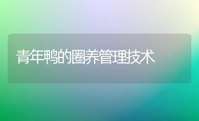 青年鸭的圈养管理技术 | 家禽养殖