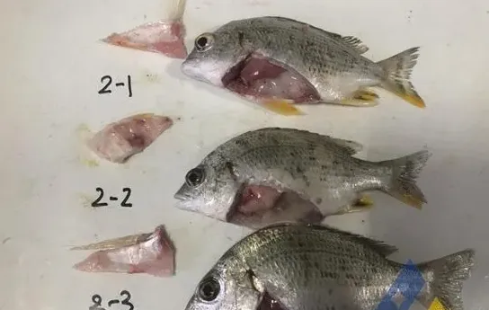 [每周一例]黄鳍鲷鱼种过塘应激，败血症增加死亡