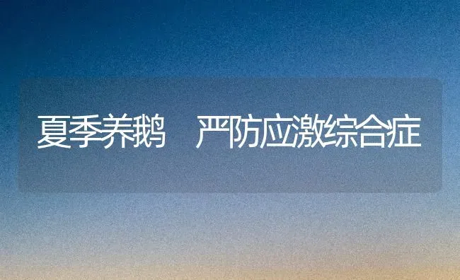 夏季养鹅 严防应激综合症 | 家禽养殖
