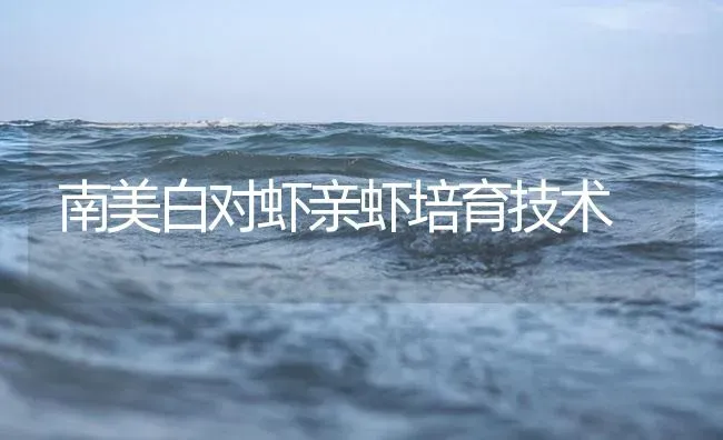 南美白对虾亲虾培育技术 | 海水养殖