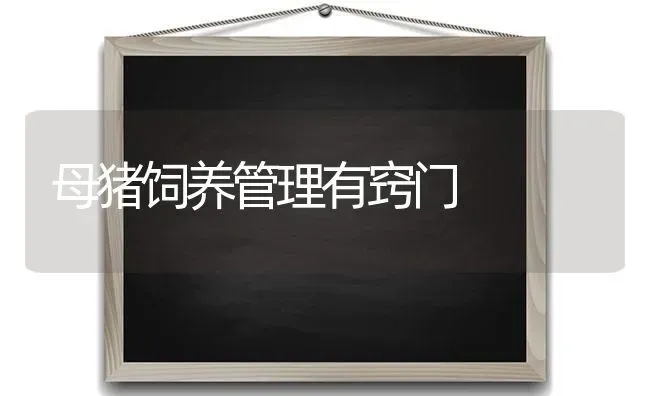 母猪饲养管理有窍门 | 家畜养殖