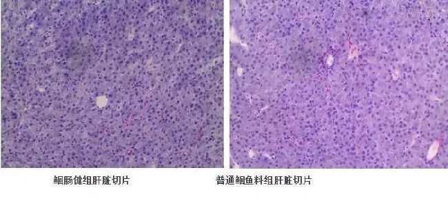 想要养好鮰鱼，这款专用功能性饲料不可或缺