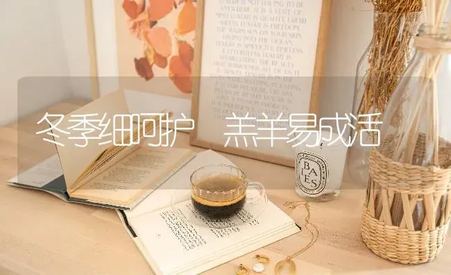 冬季细呵护 羔羊易成活 | 家畜养殖
