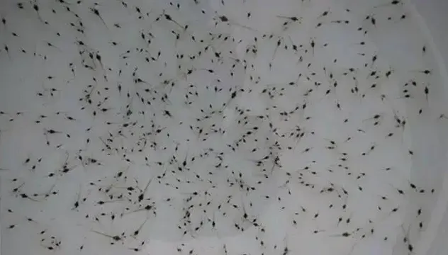 对虾养殖户选苗放苗方法都在这儿了