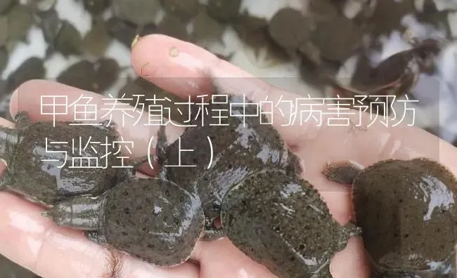 甲鱼养殖过程中的病害预防与监控（上） | 淡水养殖