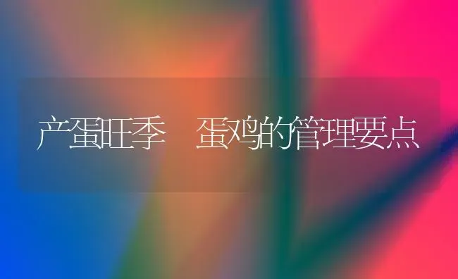 产蛋旺季 蛋鸡的管理要点 | 家禽养殖