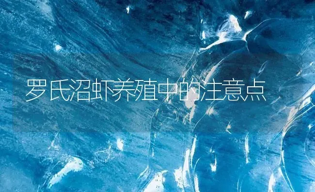 罗氏沼虾养殖中的注意点 | 海水养殖