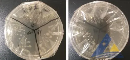 [每周一例]加州鲈白肝、腹水，分离出迟缓爱德华氏菌