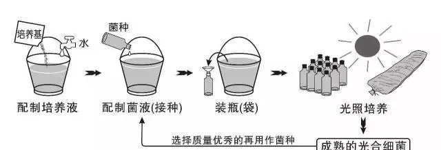 实战教学—老司机手把手教你塘口光合细菌培养方法