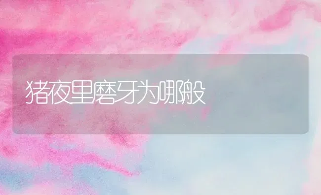 猪夜里磨牙为哪般 | 家畜养殖
