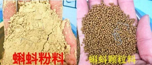 探讨黑斑蛙人工养殖的前世今生及未来，从了解它的自然生态习性和生理结构特点开始
