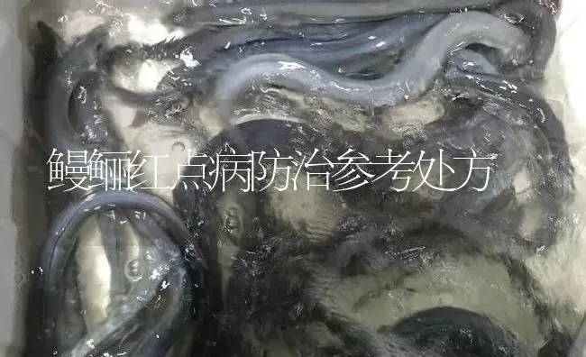 鳗鲡红点病防治参考处方 | 淡水养殖