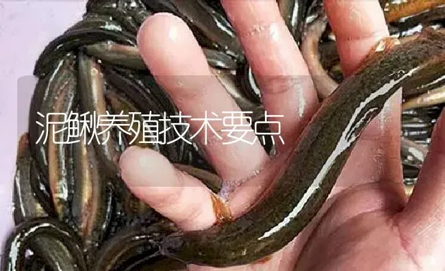 泥鳅养殖技术要点 | 淡水养殖