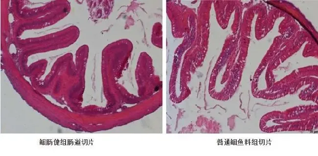 想要养好鮰鱼，这款专用功能性饲料不可或缺