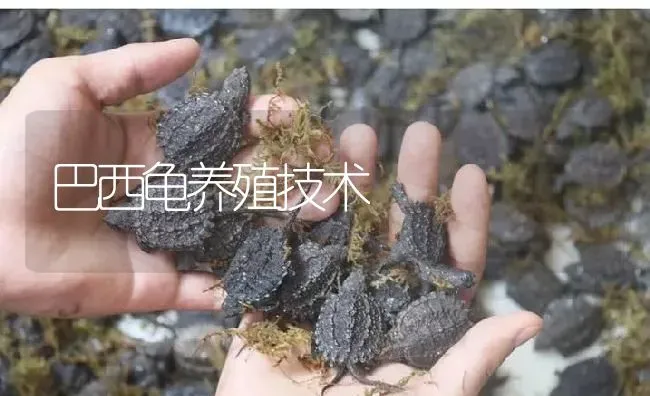 巴西龟养殖技术 | 淡水养殖