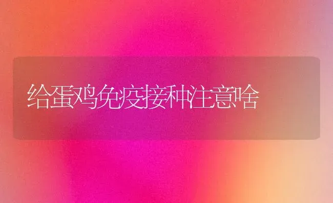 给蛋鸡免疫接种注意啥 | 家禽养殖